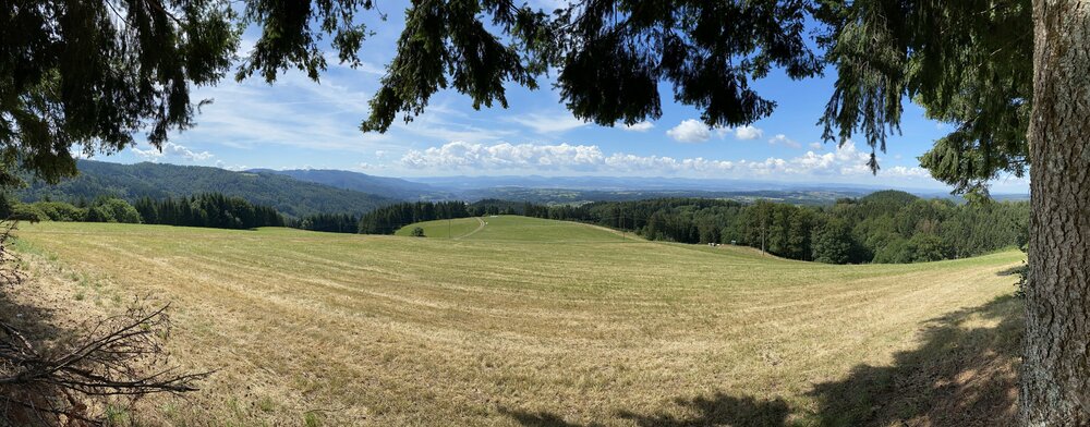 Schwarzwald-Hasel.jpg