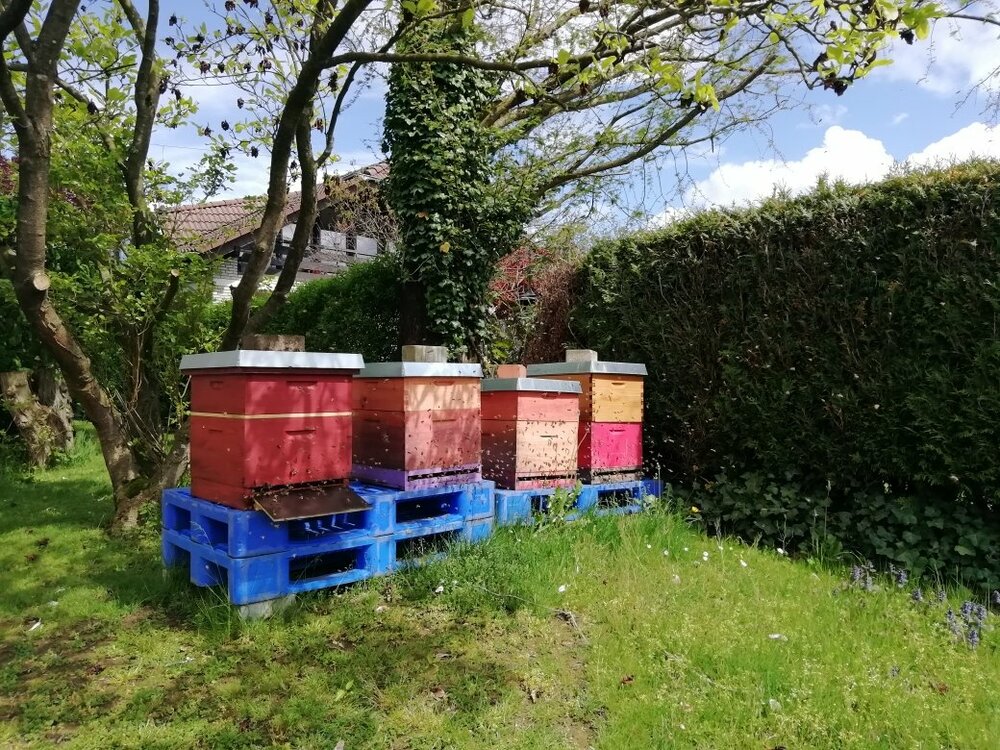 BIENEN.jpg